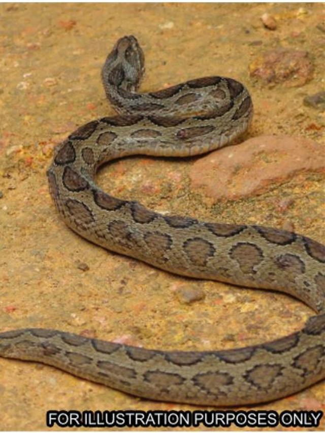 Balas Dendam, Pria India Ini Gigit Balik Ular yang Menggigitnya hingga Mati