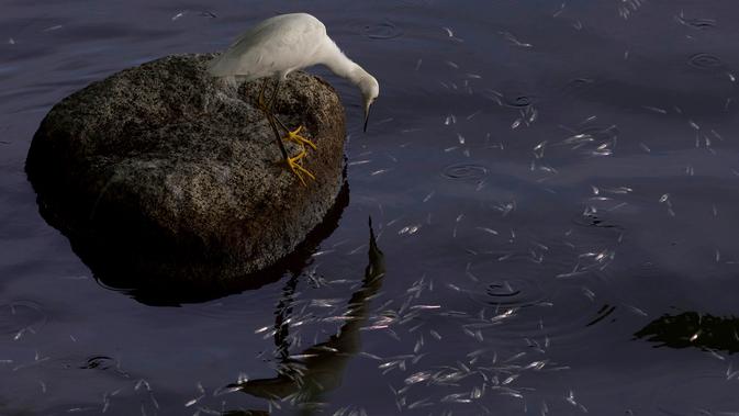Seekor burung di sekitar ikan-ikan yang mati di Laguna Rodrigo de Freitas, Rio de Janeiro, Jumat (21/12). Ahli biologi menduga panas ekstrem yang disebabkan oleh El Nino mengakibatkan sekitar 21 ton ikan mati dalam tempo singkat. (AP/Silvia Izquierdo)