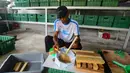Diketahui, budidaya maggot tidak hanya membantu mengurangi sampah organik, tetapi juga memberikan potensi ekonomi yang menjanjikan bagi peternak dan masyarakat. (Merdeka.com/Arie Basuki)