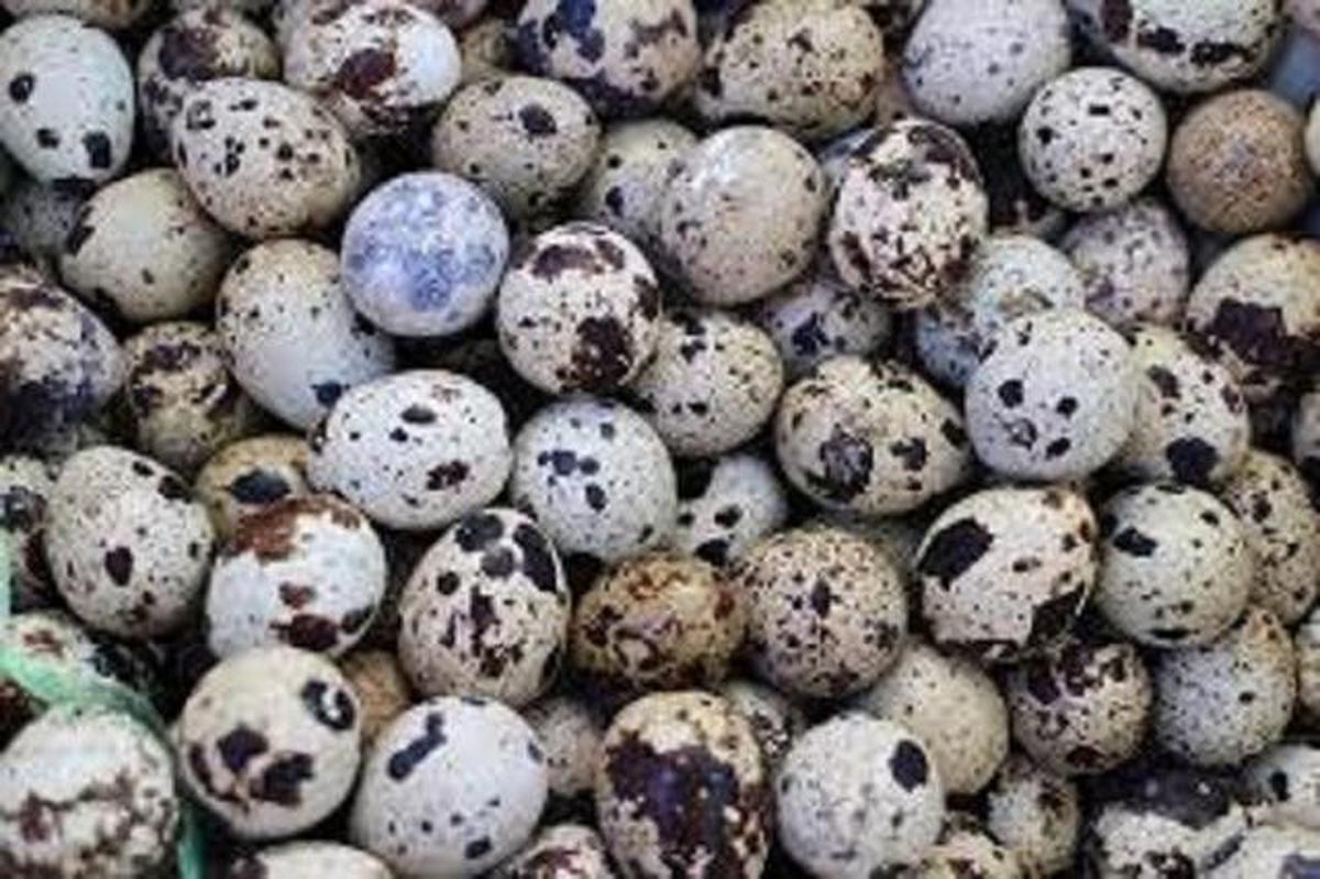 Telur puyuh (pixabay)