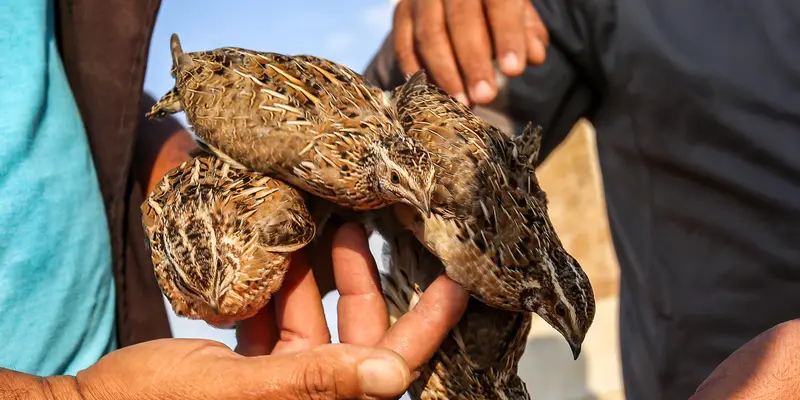 Berburu Burung Puyuh di Jalur Gaza