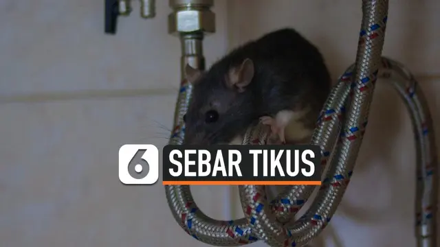 VIDEO: Turis Sebar Tikus di Kamar Hotel Demi Menginap Gratis