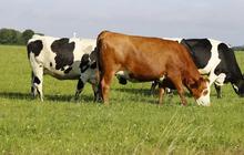 Ilmuwan Ciptakan Vaksin Untuk Kurangi Produksi Metana yang Dihasilkan Kentut Sapi