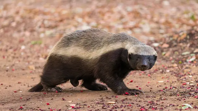 Honey Badger