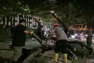 Pohon Tumbang Timpa 5 Pemotor Depan Kampus Unpad Jatinangor (AntaraNews)