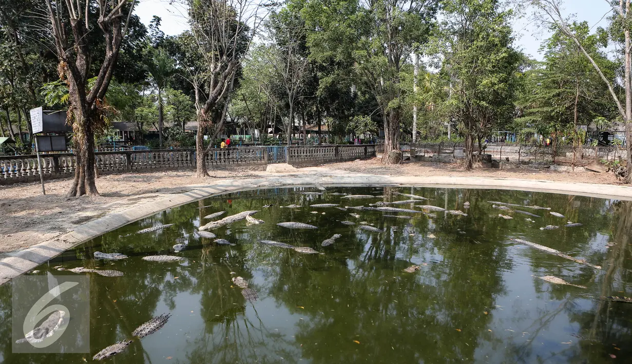 Sejumlah buaya tampak berenang di kolam berwarna hijau di Taman Buaya Indonesia Jaya (TBIJ), Jawa Barat, Minggu (26/7/2015). Taman Buaya Cikarang merupakan salah satu penangkaran terbesar di Asia bahkan dunia. (Liputan6.com/Faizal Fanani)