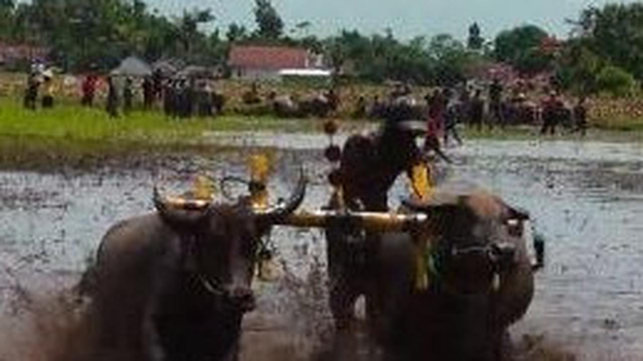 Harga Beras Melonjak Tajam, Daya Beli Petani Jadi Lebih Baik?