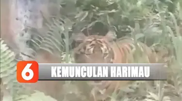 Belum diketahui apakah harimau ini muncul karena kekurangan makanan di habitatnya di Taman Nasional Zamrud.