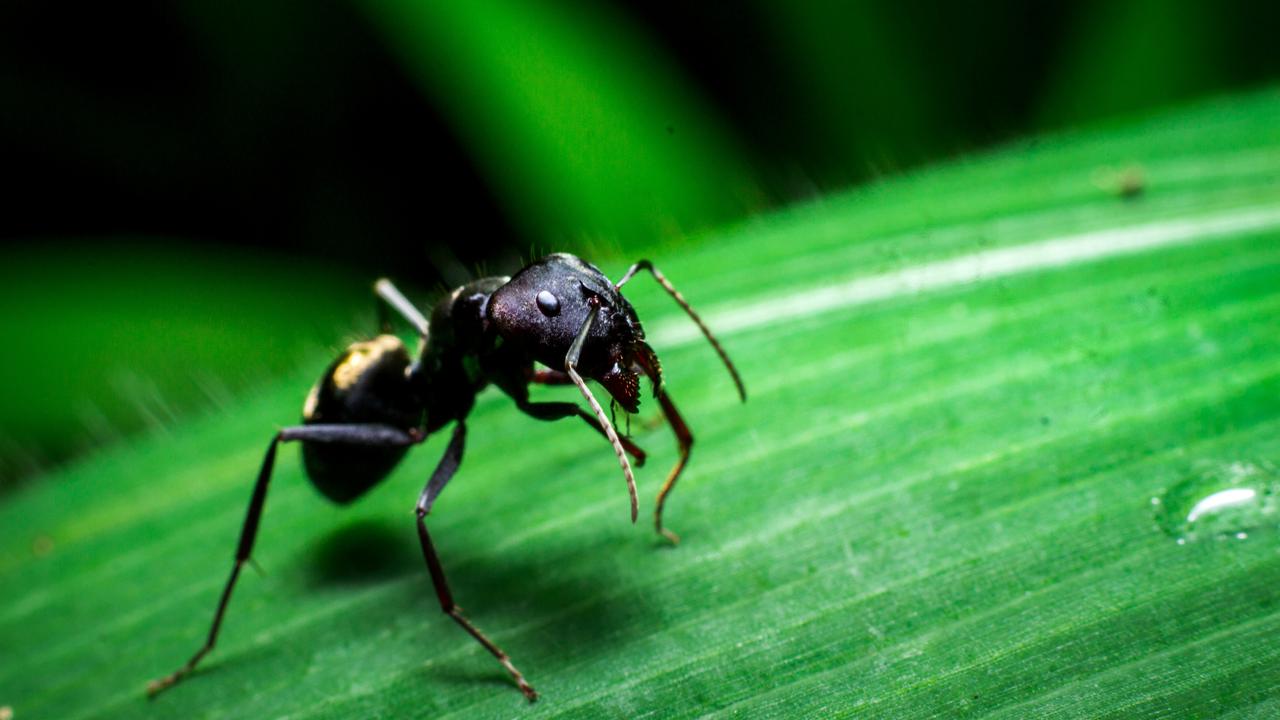 Cara Mengusir Semut di Taman Secara Alami Tanpa Merusak Tanaman/Photo by Ajithkumar M on Unsplash