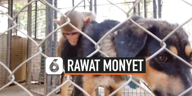 VIDEO: Anjing Rawat Bayi Monyet Seperti Anak Sendiri