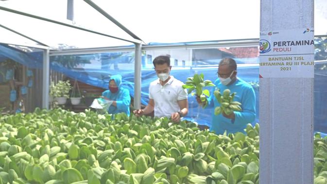 Warga binaan CSR Pertamina RU II Palembang di Lorong Selamat Plaju Palembang, sedang memanen sayuran pakcoy (Liputan6.com / Nefri Inge)