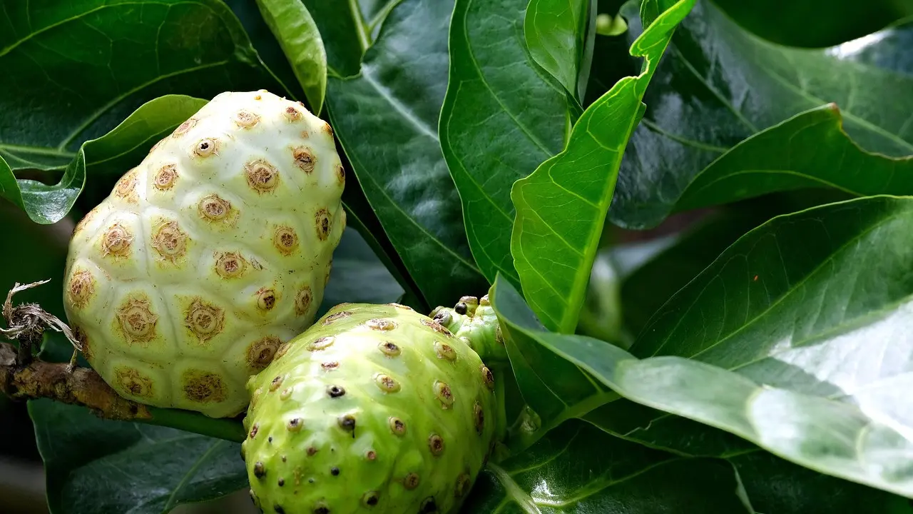Mengkudu, Tanaman yang Akar dan Daunnya Sama-Sama Bisa Dimanfaatkan