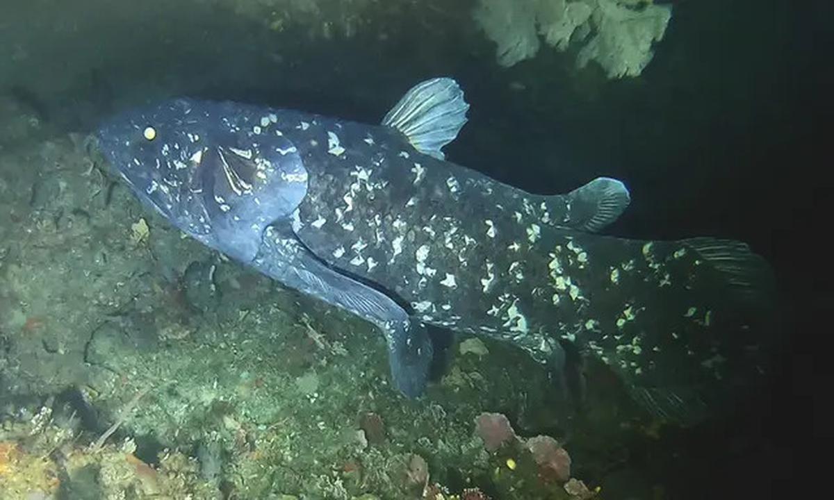 Mengenal Coelacanth, Ikan Purba Langka yang Masih Hidup di Perairan Indonesia