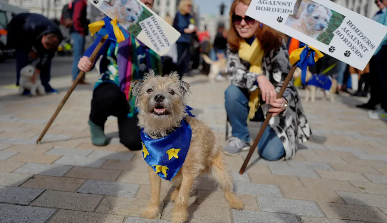 Pemilik anjing dan hewan peliharaan mereka berkumpul sebelum pawai anti-Brexit di London, Minggu (7/10).  Penyelenggara gerakan yang disebut 'Wooferendum' itu berpendapat bahwa hewan akan menderita karena meninggalkan Uni Eropa. (AFP/Tolga AKMEN)