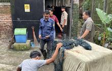 Macan Tutul Bandung yang Serang Warga Kini Jalani Rehabilitasi Intensif di Garut