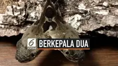 Bayi ular derik berkepala dua ditemukan dua herpetolog di New Jersey. Ular tersebut diberi nama Double-Dave.