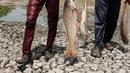 Pekerja memindahkan ikan mati dari danau Ghodasar yang sebagian kering karena cuaca panas di Ahmadabad, India, (29/5). Ratusan ikan telah mati akibat gelombang panas yang telah menelan sebagian besar India utara . (AP Photo/Ajit Solanki)