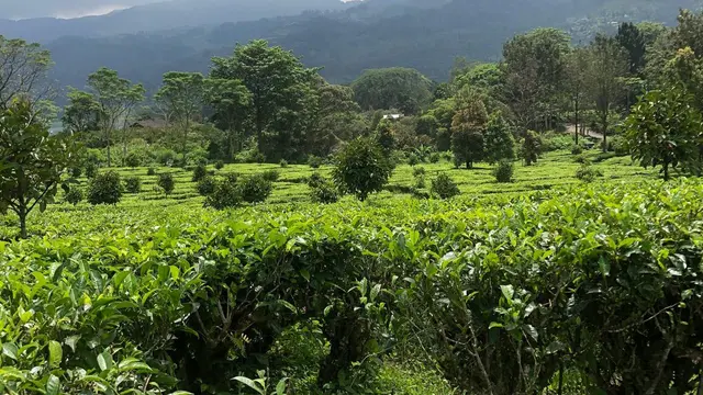 Berkemah atau Wisata Alam di Puncak