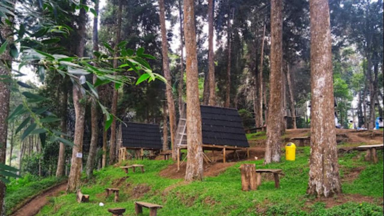 Berkemah di Tengah Hutan Pinus