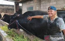 Sapi Brangus 1,15 Ton Asal Tangerang Jadi Pilihan Presiden Prabowo untuk Kurban Idul Adha 2026