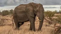 40 Elephant Jokes That Will Make You Roar
