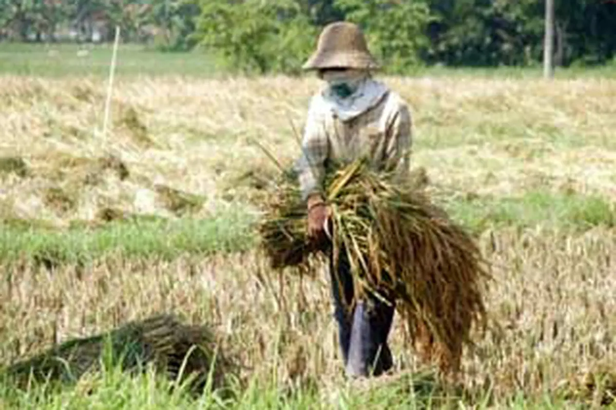 Sawah di Pamekasan