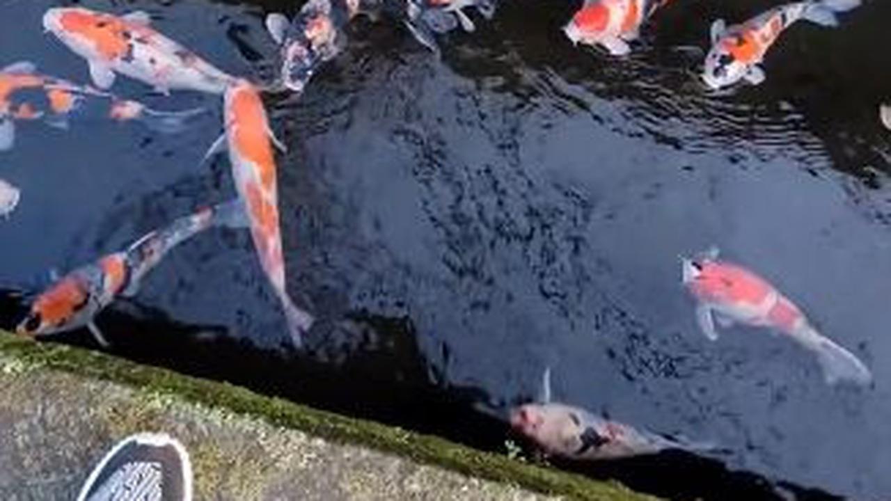 Disebutnya, bisa saja ikan-ikan koi itu diambil oleh pihak tak bertanggung jawab.