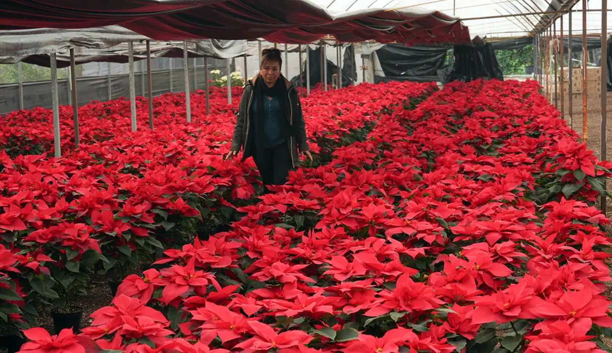 Bunga poinsettia menjadi dekorasi yang identik dengan Natal. (AP Photo/Marco Ugarte)