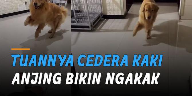 VIDEO: Tuannya Cedera Kaki, Anjing Jalan Pincang Bikin Ngakak