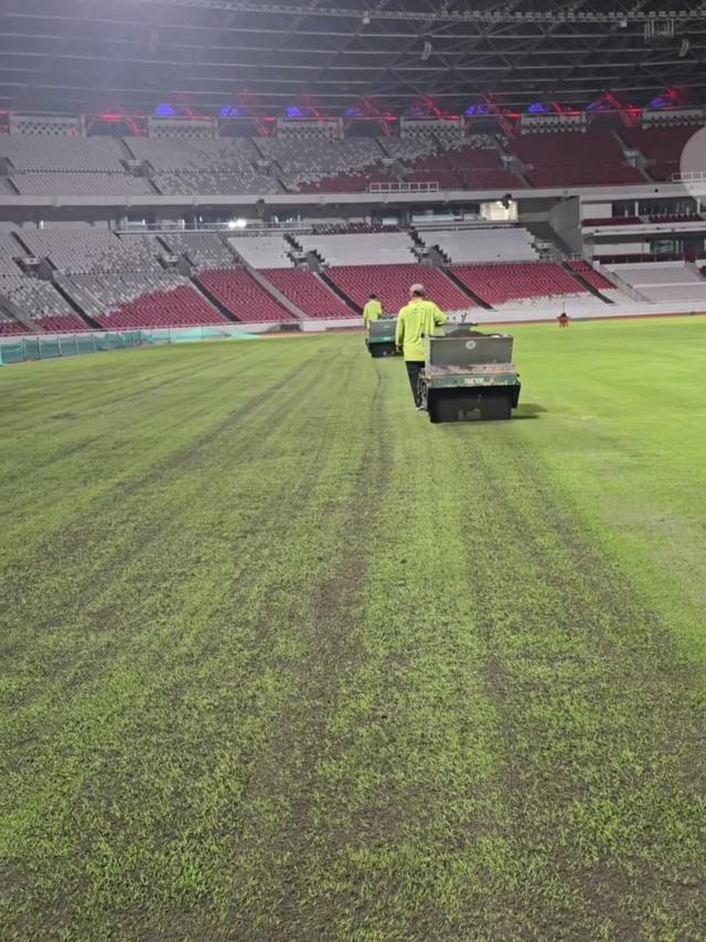 Lestarindo Soccer Field spill kondisi rumput Stadion Utama Gelora Bung Karno (SUGBK), Jakarta Pusat, sebulan sebelum Timnas Indonesia melawan Timnas Bahrain.