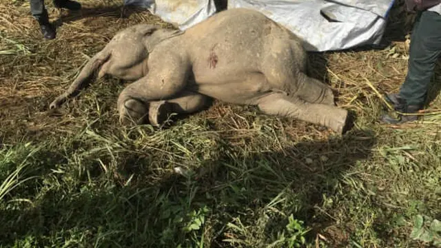 Induknya Setia Mendampingi, Kisah Anak Gajah yang Tertabrak Mobil Ini Bikin Haru