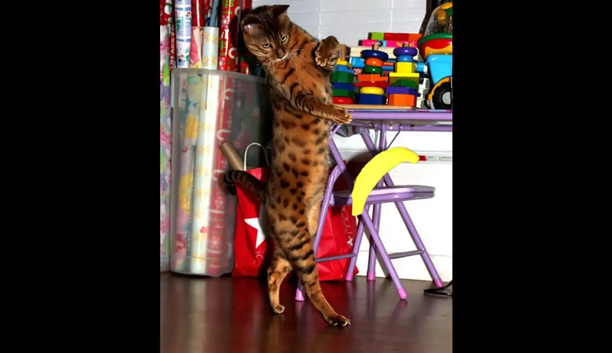 Kucing berbulu macan tutul ini tampak asik dengan permainannya (Bajiroo.com)