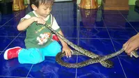 Anak kecil memegang ular. (Foto: Liputan6.com/Muhamad Ridlo)
