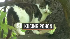 Seekor kucing menjadikan pohon sebagai rumahnya di Polandia. Ia bertahan hidup dengan makanan dari penduduk dan tinggal di dalam lubang pohon selama 6 tahun.
