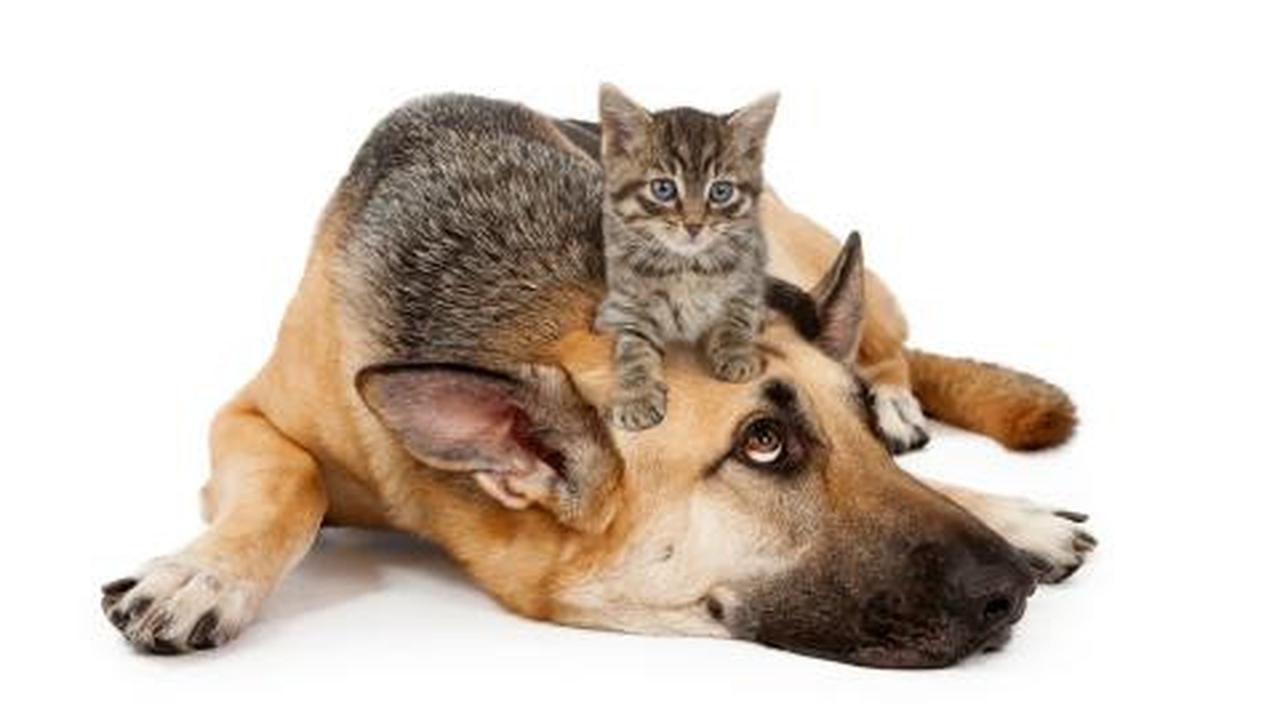 Apa kucing lebih pintar dari anjing?