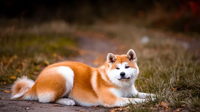 Akita Inu