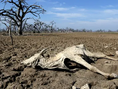 Bangkai binatang ternak  di Agropil dekat dengan sungai Pilcomayo yang mengering, Boqueron, perbatasan Paraguay dan Argentina, (3/7). Daerah ini sedang menghadapi musim kekeringan terburuk dalam dua dekade terakhir. (REUTERS / Jorge Adorno)