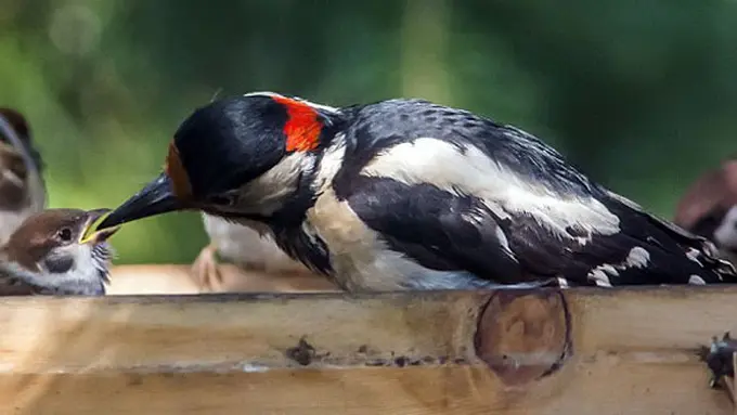 Foto: copyright Ekaterina Lashkova/dailymail.co.uk