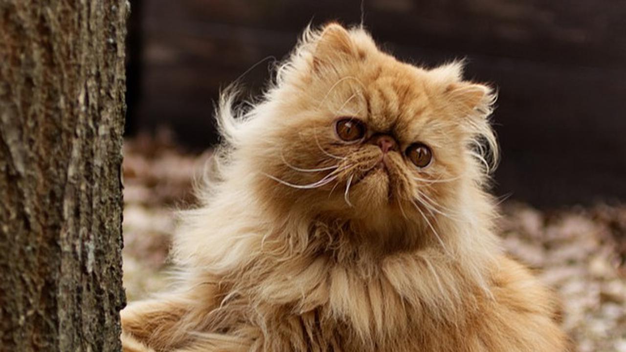Mitos Dicakar Kucing yang Sering Dipercaya, Pertanda Musibah