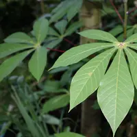 Ilustrasi Daun Singkong (Foto: mayapujiati/pixabay.com)