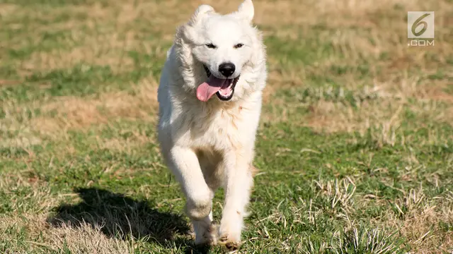 Anjing Pyrenees
