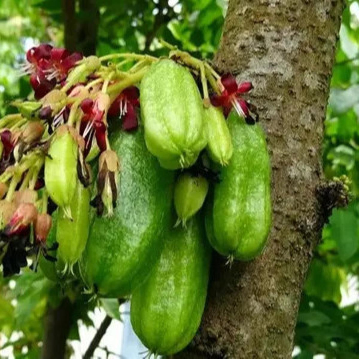 Manfaat Belimbing Wuluh, Rahasia Buah Asam Penurun Kolesterol