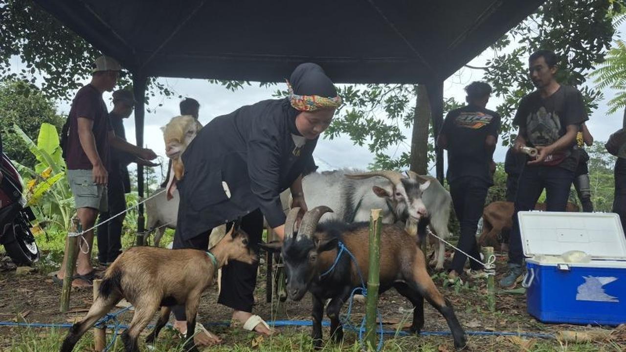 Ketangkasan Domba Sumedang: Merawat Tradisi, Menggerakkan Ekonomi Peternakan Rakyat