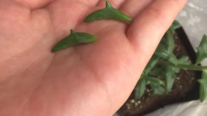 [Bintang] Selain Kelinci, di Jepang Juga Ada Tanaman yang Mirip Lumba-lumba