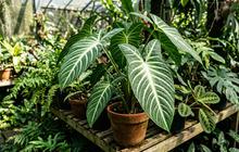 Mengenal Caladium Lindenii dengan Tulang Daun Putih yang Mencolok untuk Koleksi di Rumah