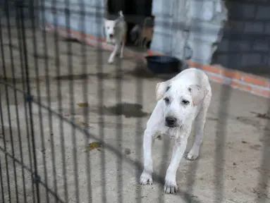 Seekor anjing berada di Posko Bali Rumah Singgah Satwa, Padangbai, Bali, Senin (4/12). Posko tersebut menampung ratusan anjing yang ditinggal mengungsi oleh pemiliknya karena erupsi Gunung Agung. (Liputan6.com/Immanuel Antonius)