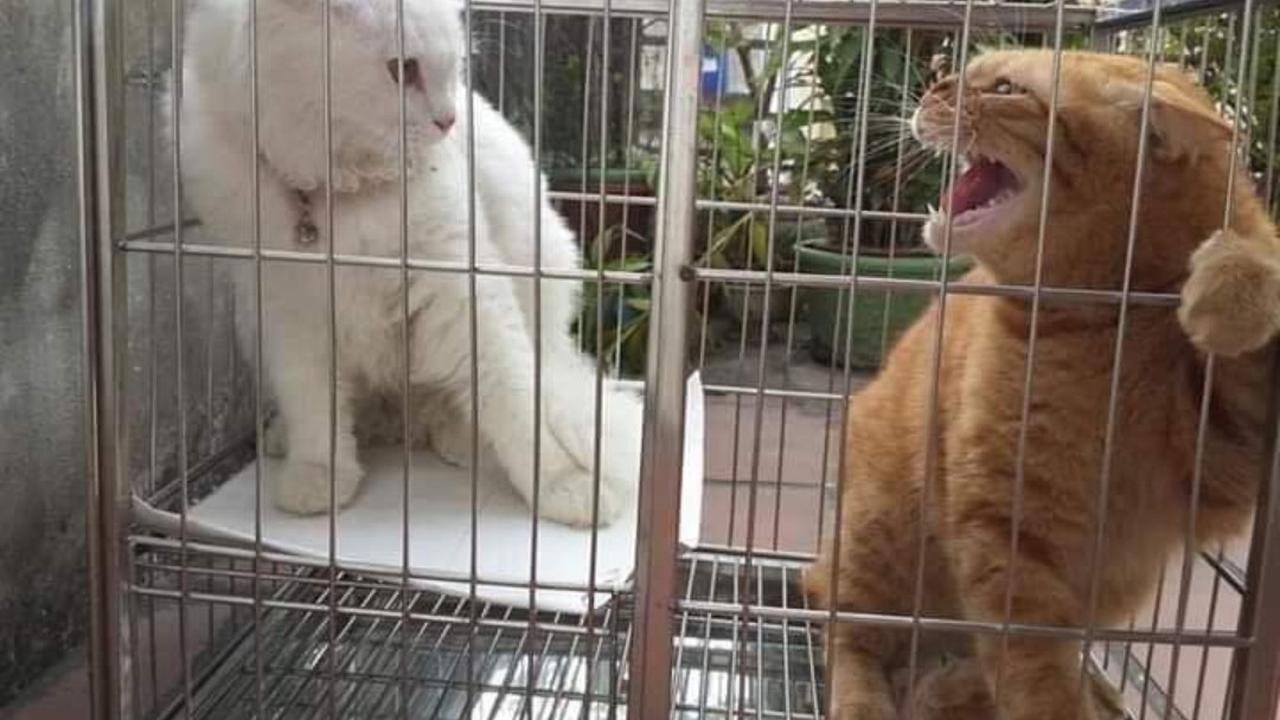 Kucing Ogah Dijodohin