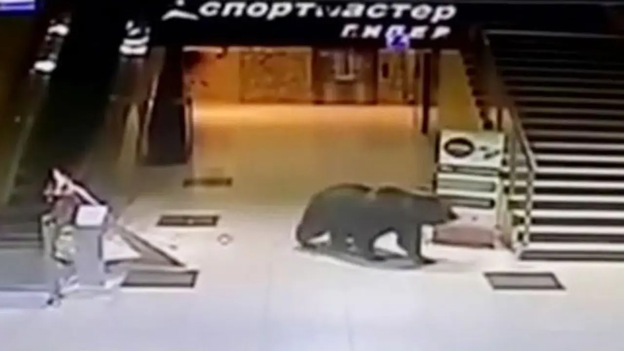 Beruang Liar di Mal Rusia