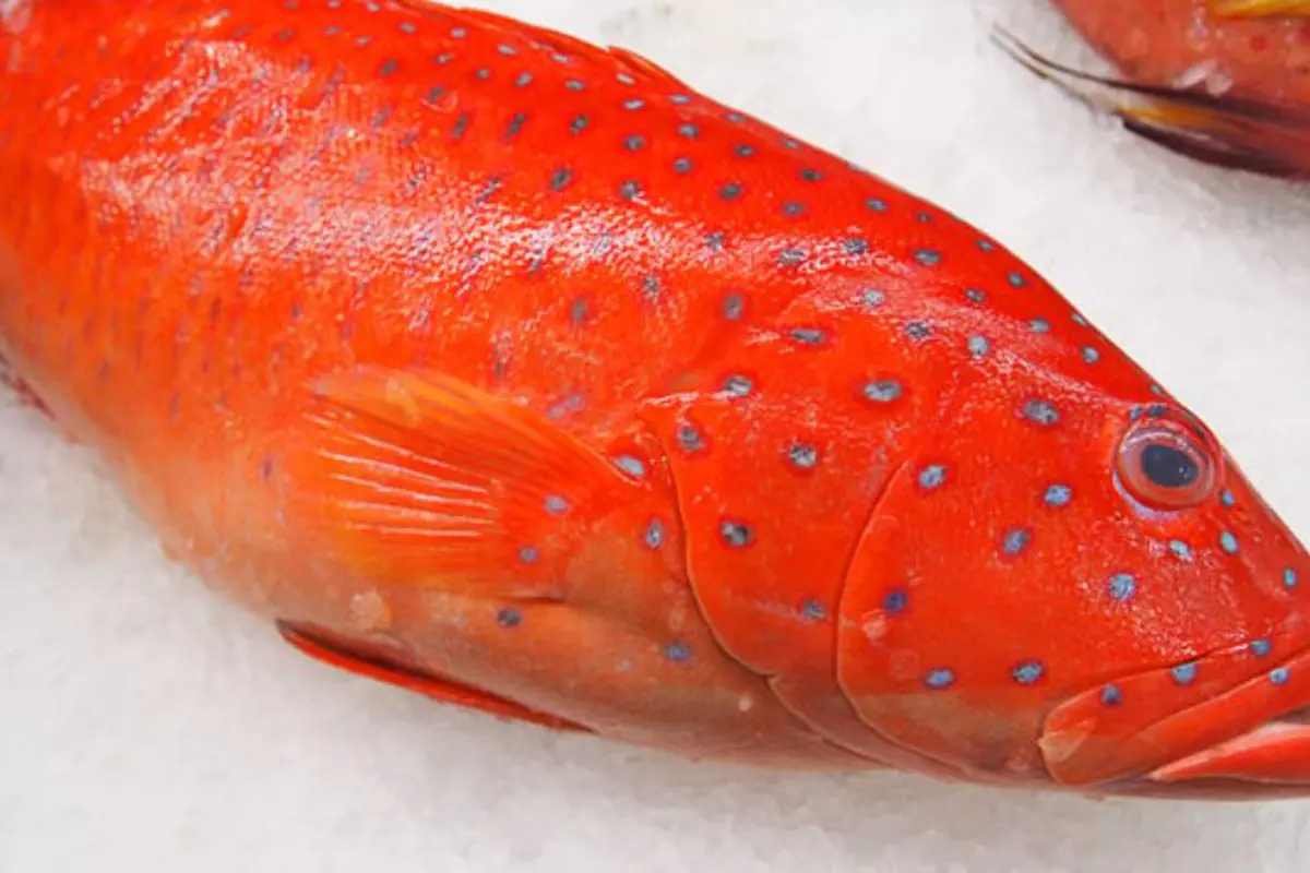 Ikan kerapu. Foto: friedchillies