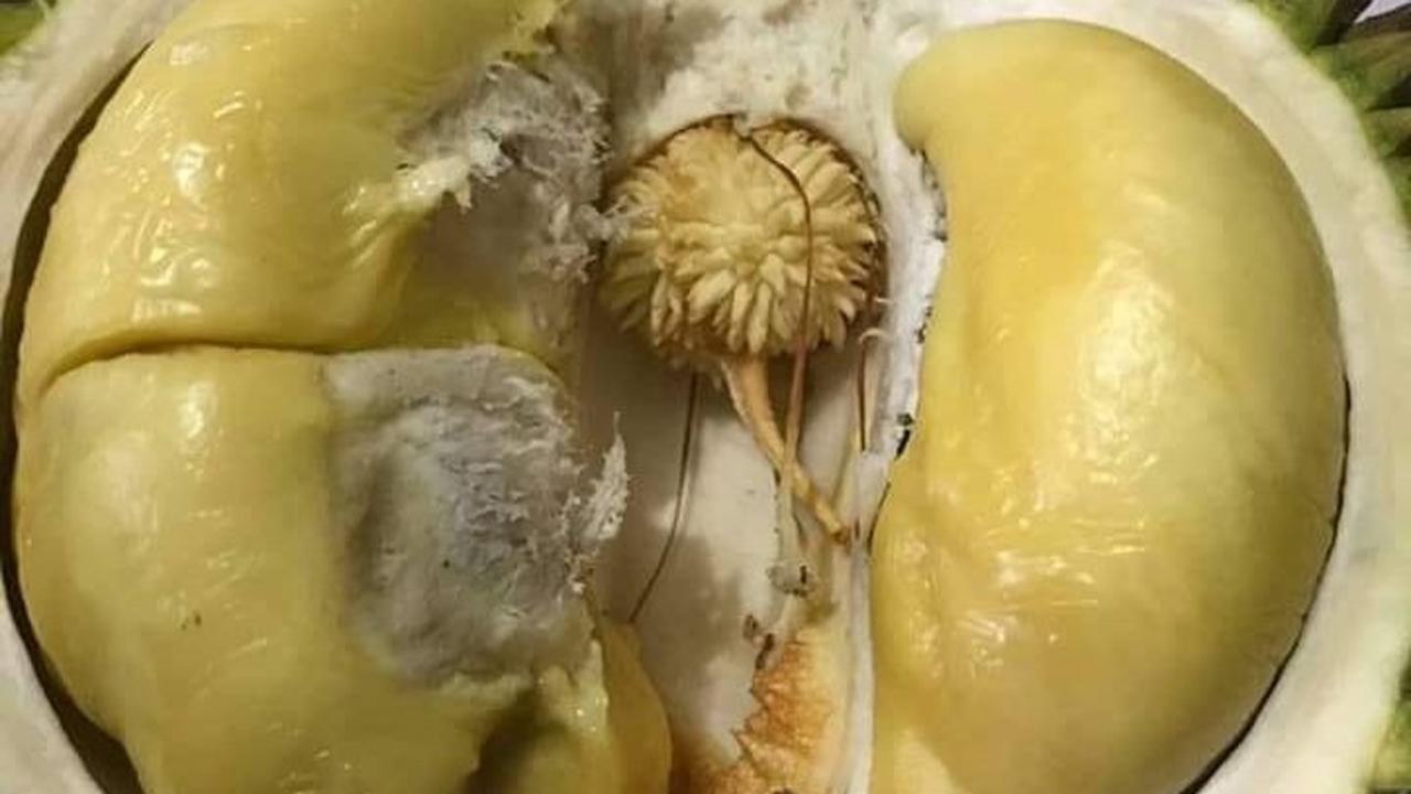 Satu lagi varietas durian asal Lumajang yang punya bunga di tengah daging buah adalah Durian Kembang Pasrujambe.